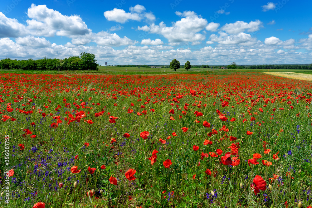 windy poppy field in Hungary with blue sky