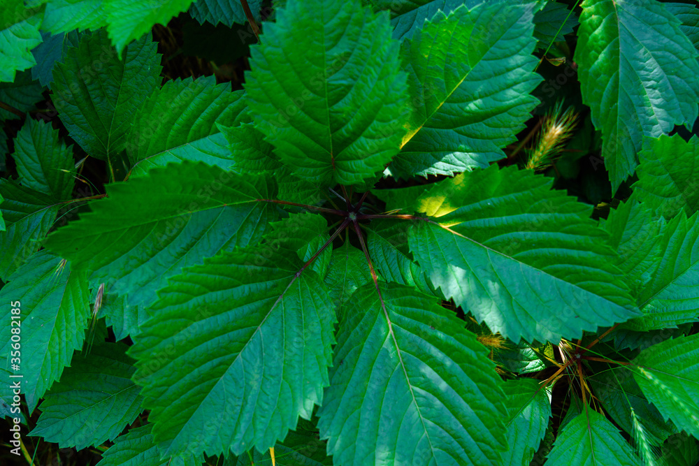 Beautiful leaves close-up. Cold tinted Beautiful leaves close-up. Cold tinted