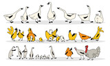 Poultry yard. A fun set of vector drawings. Chickens, roosters, chickens, geese, ducks, turkeys in cartoon style