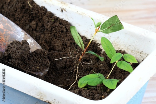 Vegetative reproduction in plants at home.  New plants with roots grown from pieces of twig in a box. Branches must be from this year.