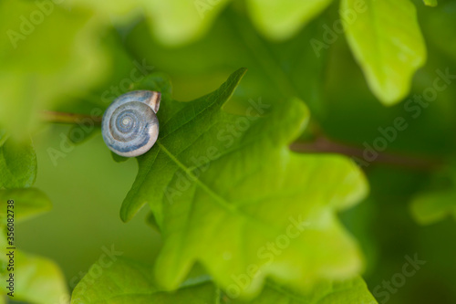 
small snail shell on oak leaf