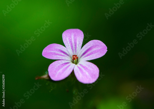  small delicate flower on a green background