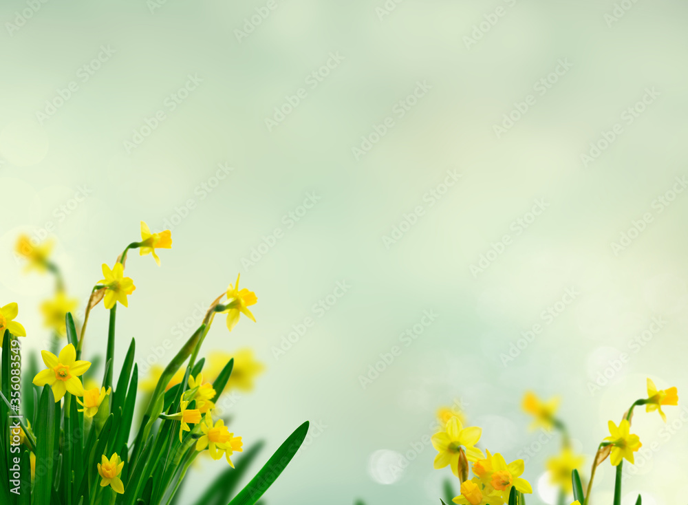 Obraz premium Yellow daffodil flowers