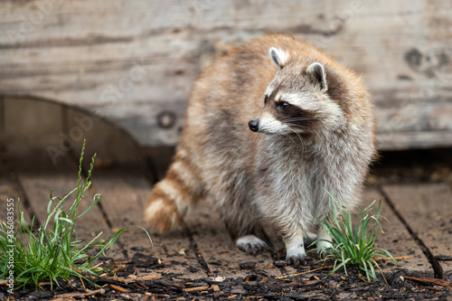 Raccoon in the garden © AB Photography