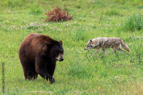 American Black Bear fighting in the meadow