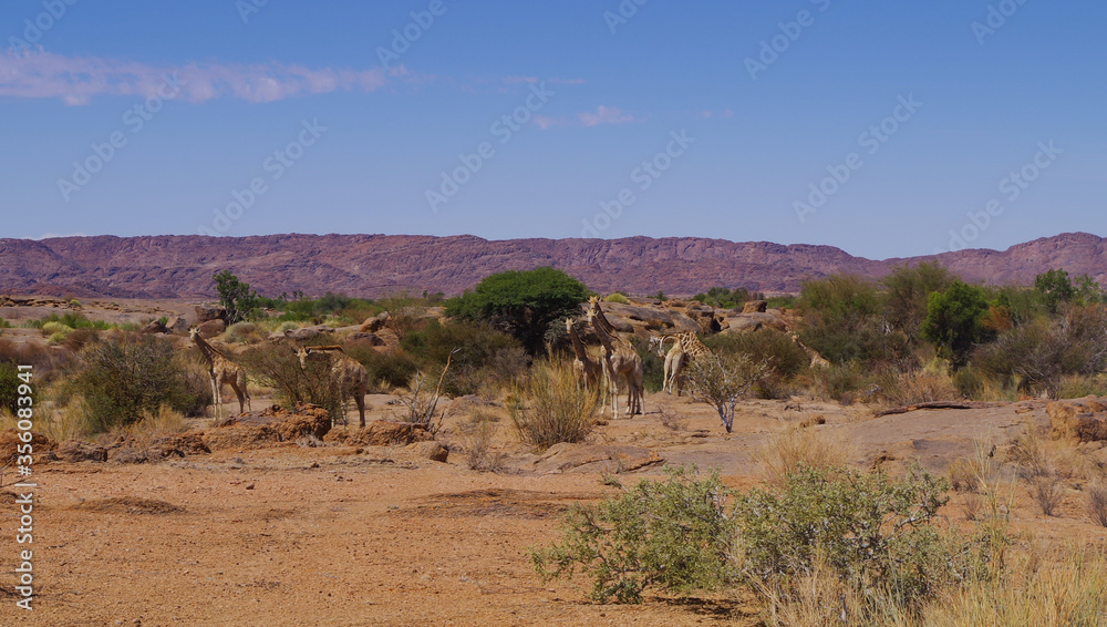 Giraffen im Naturreservat im National Park Südafrika Giraffen im Naturreservat im National Park Südafrika