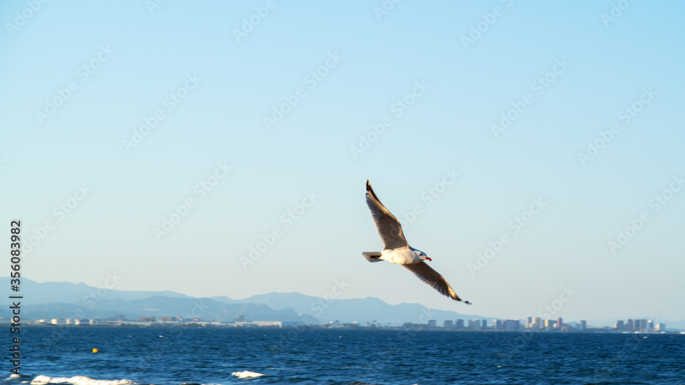 Seagull flying over the sea on  background of distant mountains and city