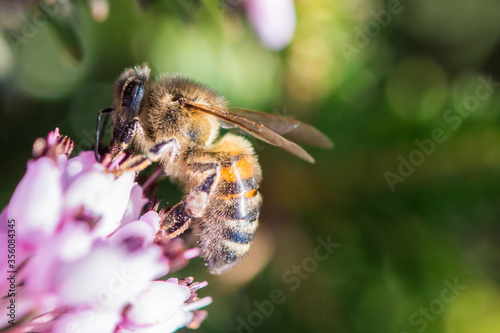 A bee on a purple flower (Erica multiflora)