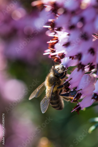A bee on a purple flower (Erica multiflora)