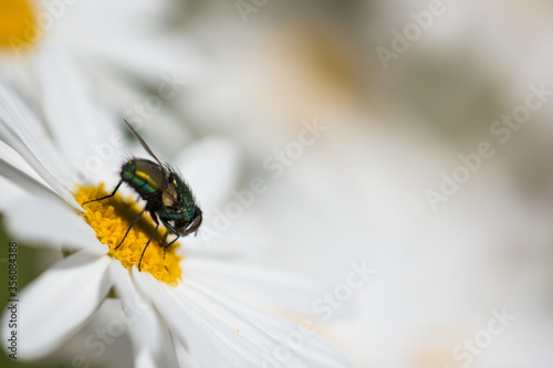 A fly on a white daisy with blurred daisies in a background