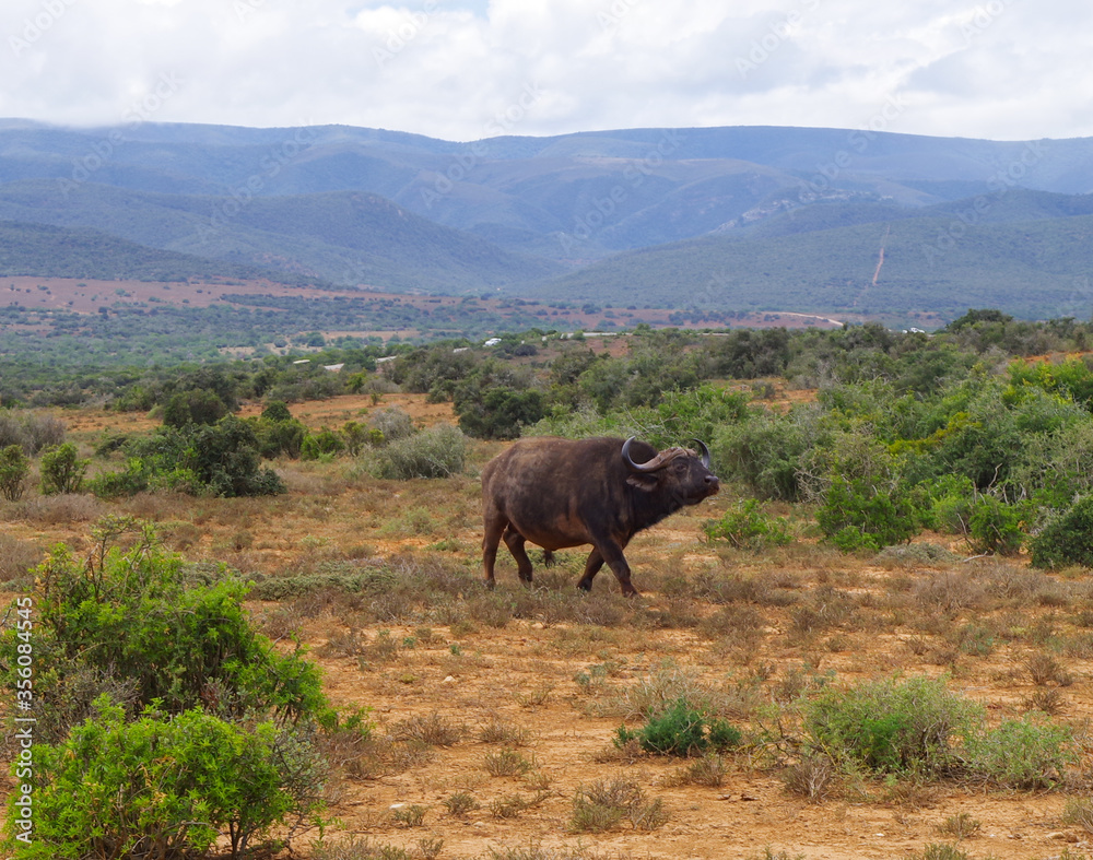 Fototapeta premium Kaffernbüffel im Naturreservat im National Park Südafrika
