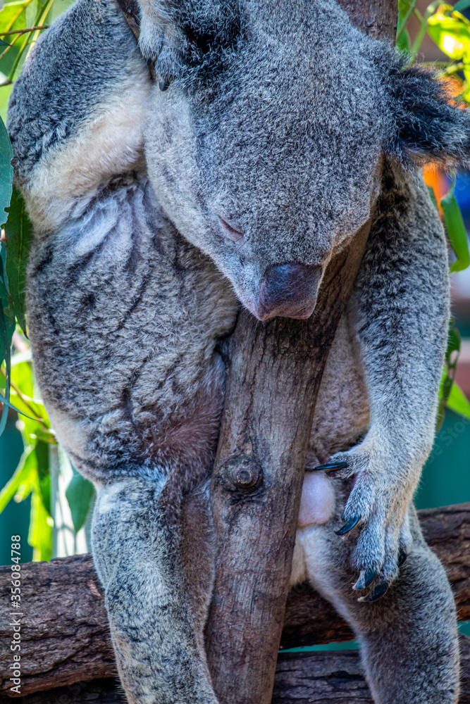 Obraz premium Koala in a tree at a Zoo in Australia