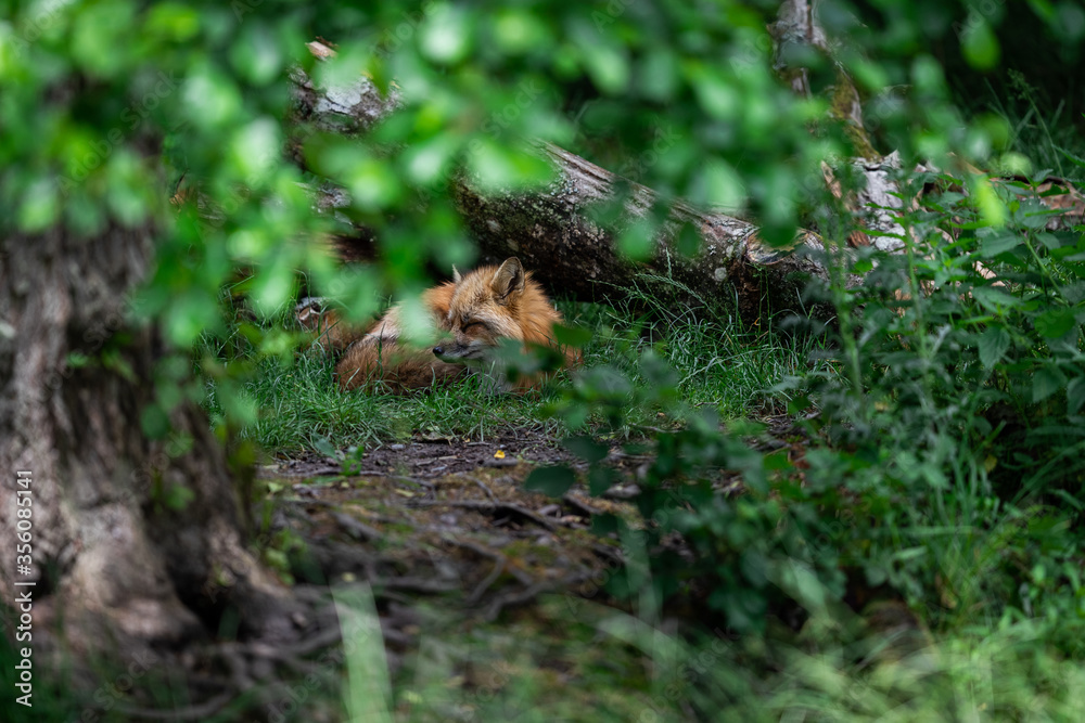 Red fox sleeping in the forest