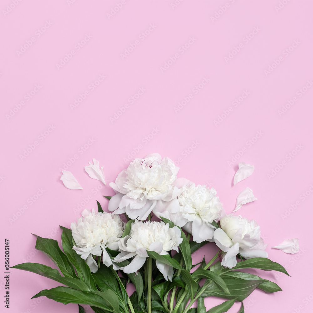 Bouquet of white peonies flower on pink background with copy space.  Summer blossoming delicate petals of peony, bright and soft floral card.