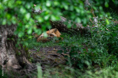 Red fox sleeping in the forest © AB Photography