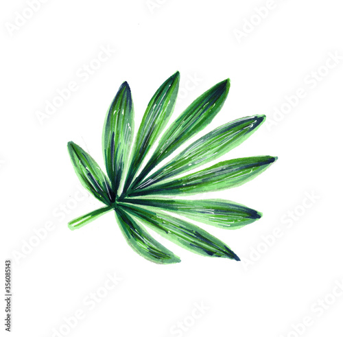 Single tropical leaf. Botanical watercolor illustrations of the jungle  floral elements. Exotic palm leaf isolated on white background. Beautiful illustration for textiles.