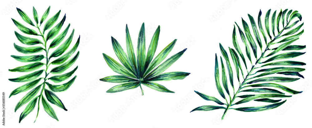 Set of tropical leaf. Botanical watercolor illustrations of the jungle, floral elements. Exotic palm leaves isolated on a white background. Beautiful illustration for textiles.