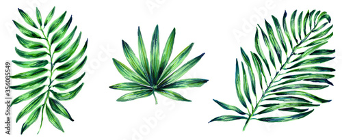 Set of tropical leaf. Botanical watercolor illustrations of the jungle  floral elements. Exotic palm leaves isolated on a white background. Beautiful illustration for textiles.