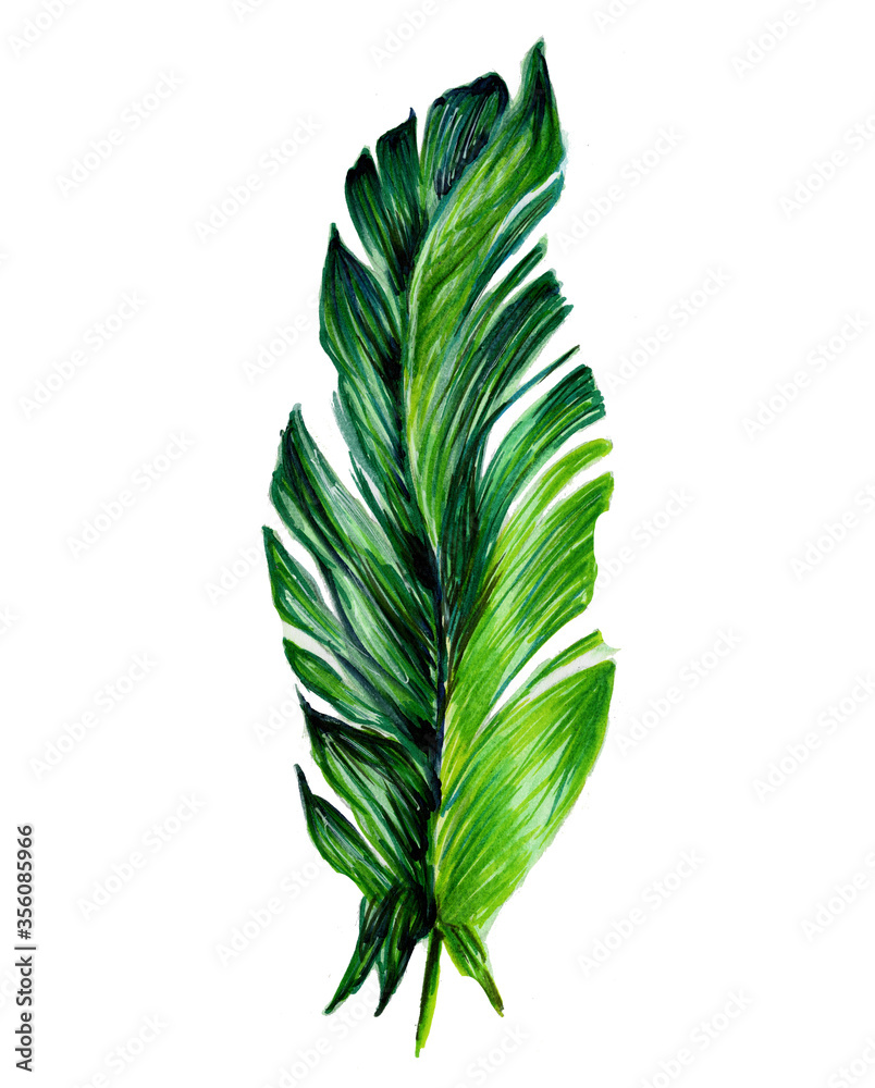 Single tropical leaf. Botanical watercolor illustrations of the jungle, floral elements. Exotic banana leaf isolated on white background. Beautiful illustration for textiles. - obrazy, fototapety, plakaty 