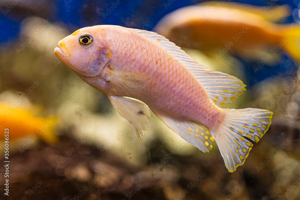 Aquarium with cichlids fish from lake malawi Aquarium with cichlids fish from lake malawi