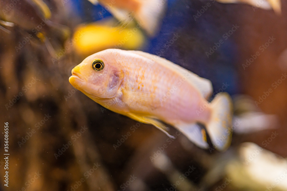 Obraz premium Aquarium with cichlids fish from lake malawi