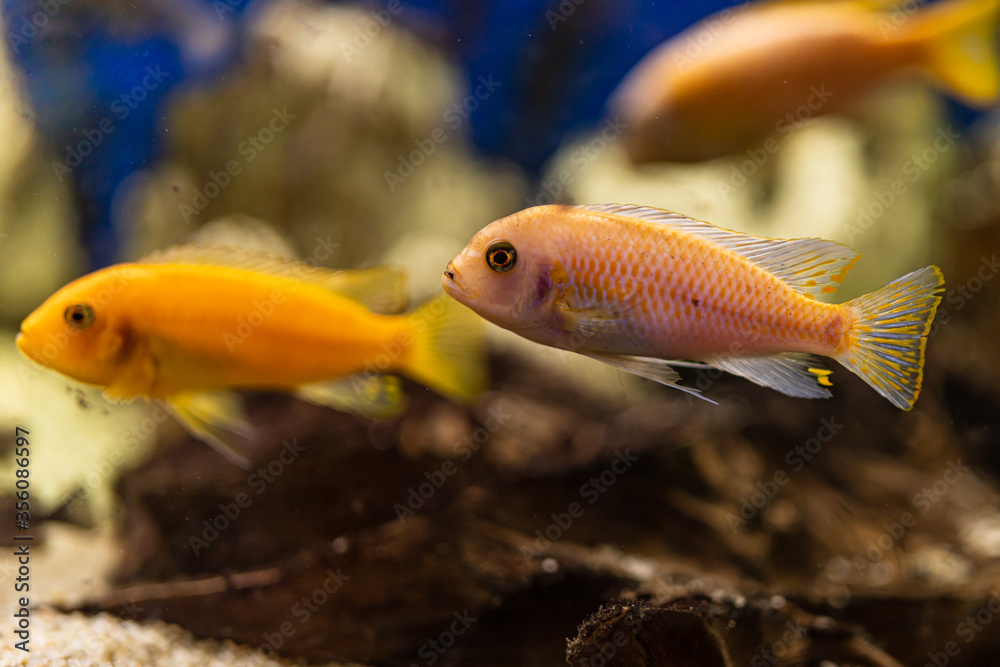 Aquarium with cichlids fish from lake malawi Aquarium with cichlids fish from lake malawi