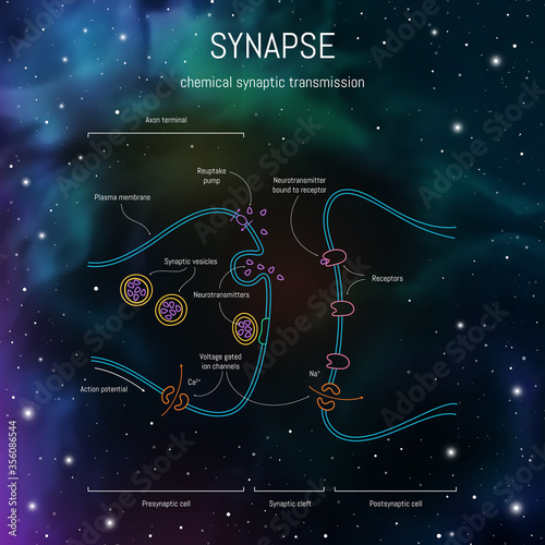 Synaptic cleft structure. Axons, dendrites synaptic terminals and neurotransmitters. Neuroscience infographic on space background. Neurobiology scientific medical vector illustration