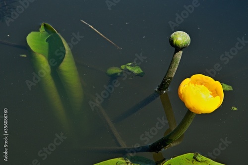 Photos View of the Nuphar lutea, the yellow water-lily