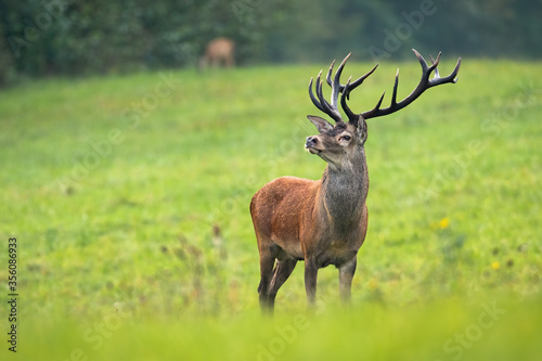 Dominant red deer, cervus elaphus, stag with antlers staring on meadow with copy space. Capital male hoofed animal sniffing with nose up in nature with copy space.