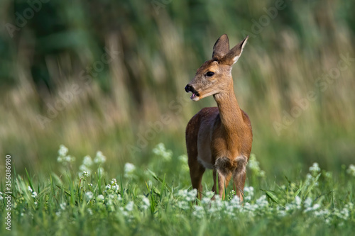 Female roe deer, capreolus capreolus, grazing and looking away on hay field in summer nature. Doe standing between flowers in wilderness. Wild animal with orange fur feeding.