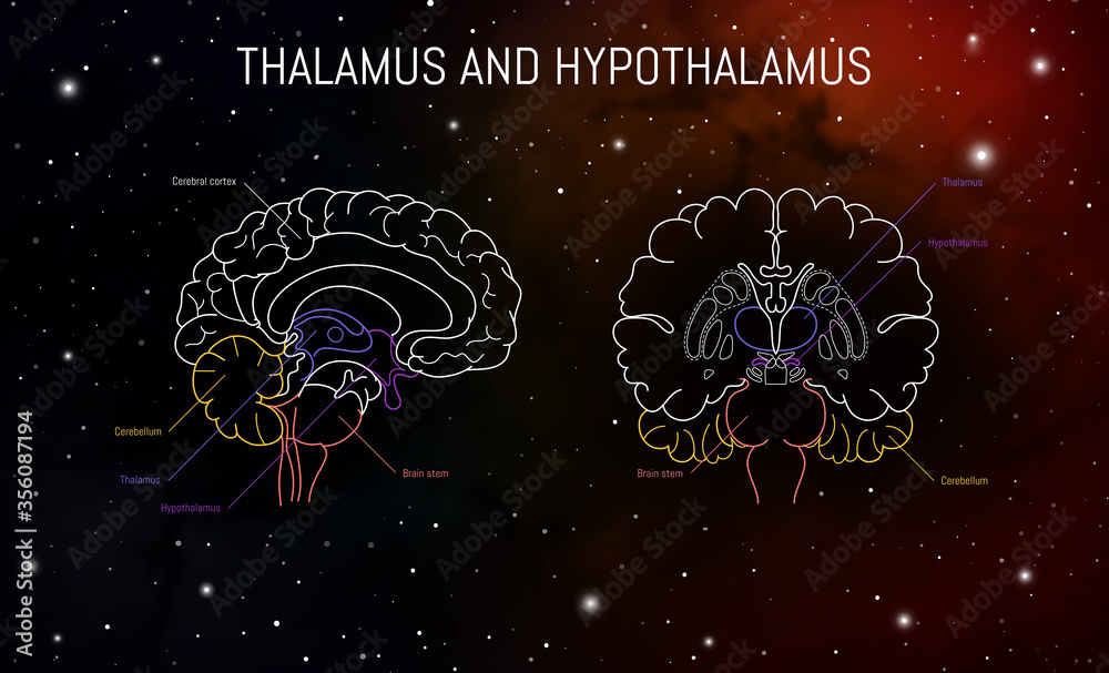 Thalamus and hypothalamus neuroscience infographic on space background Biology Diagrams