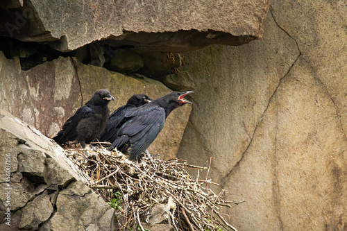 Tablou canvas Common raven, corvus corax, juvenile chicks sitting on nest in mountainside and waiting to be fed