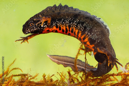 Fotografie, Obraz Male danube crested newt, triturus dobrogicus, swimming underwater in river