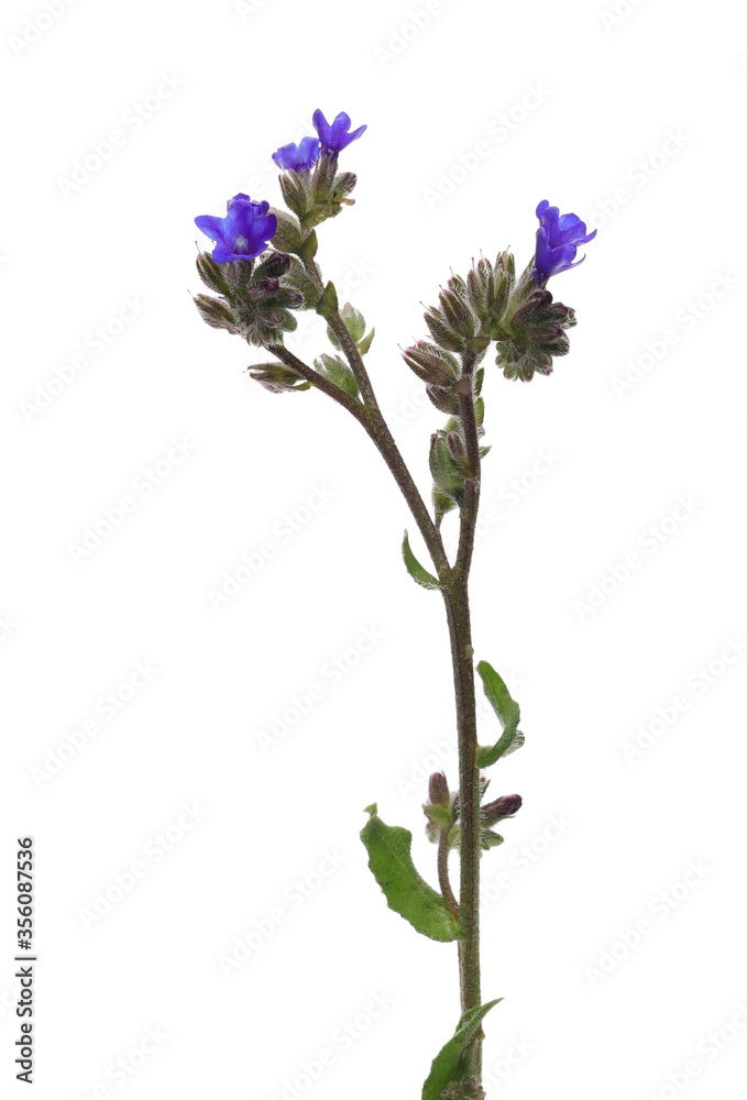 Fototapeta premium Blue field flowers isolated on white background with clipping path