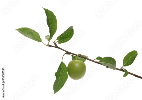 Wild green plum on twig with leaves isolated on white background, clipping path