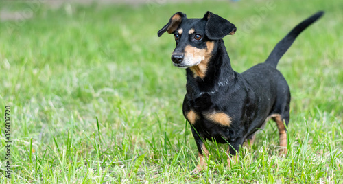 A dog, a black dachshund walks on a green field. Expressive look.