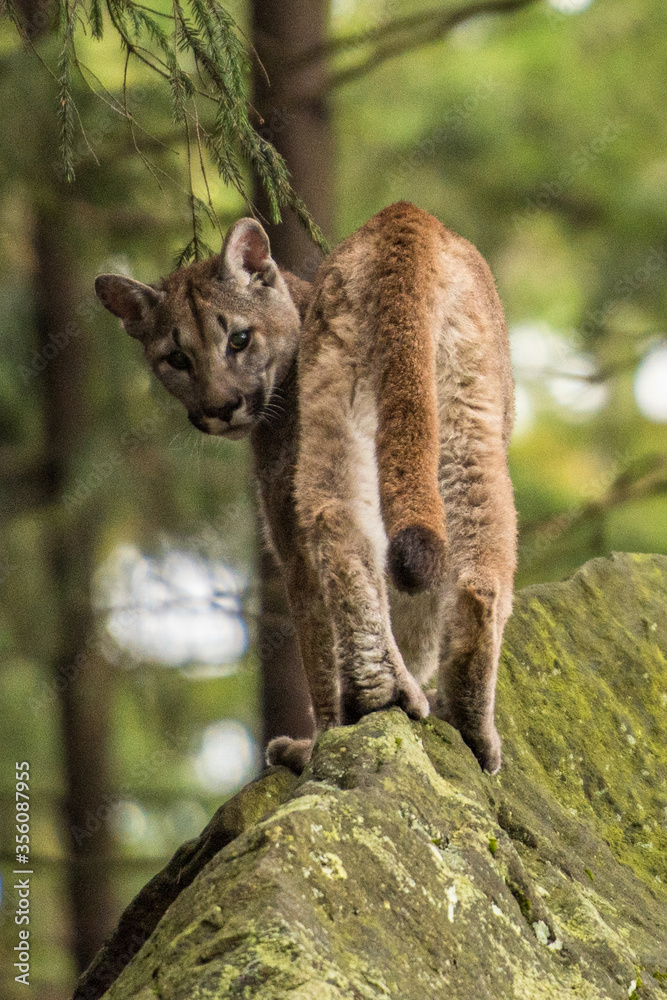 Cougar (Puma concolor), also commonly known as the mountain lion, puma ...