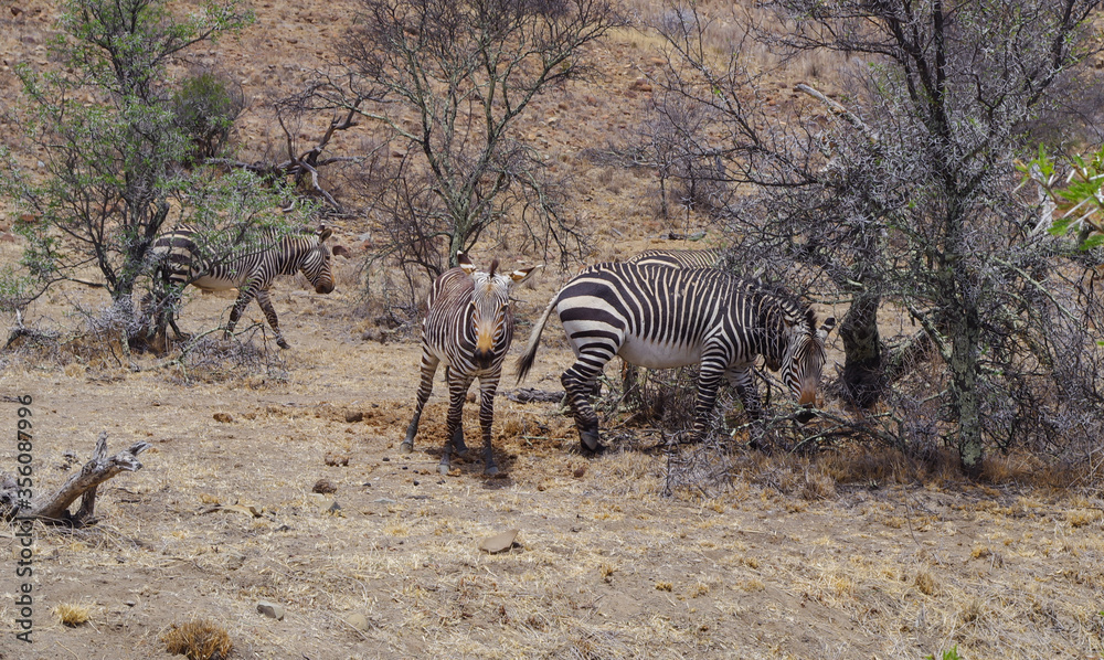 Obraz premium Zebras im Naturreservat im National Park Südafrika 