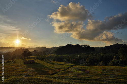 Rice field and sunset light