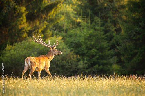 Red deer, cervus elaphus, stag walking on glade with blurred forest in background in summer at sunset. Animal wildlife in nature. Mammal with antlers covered in velvet with copy space.