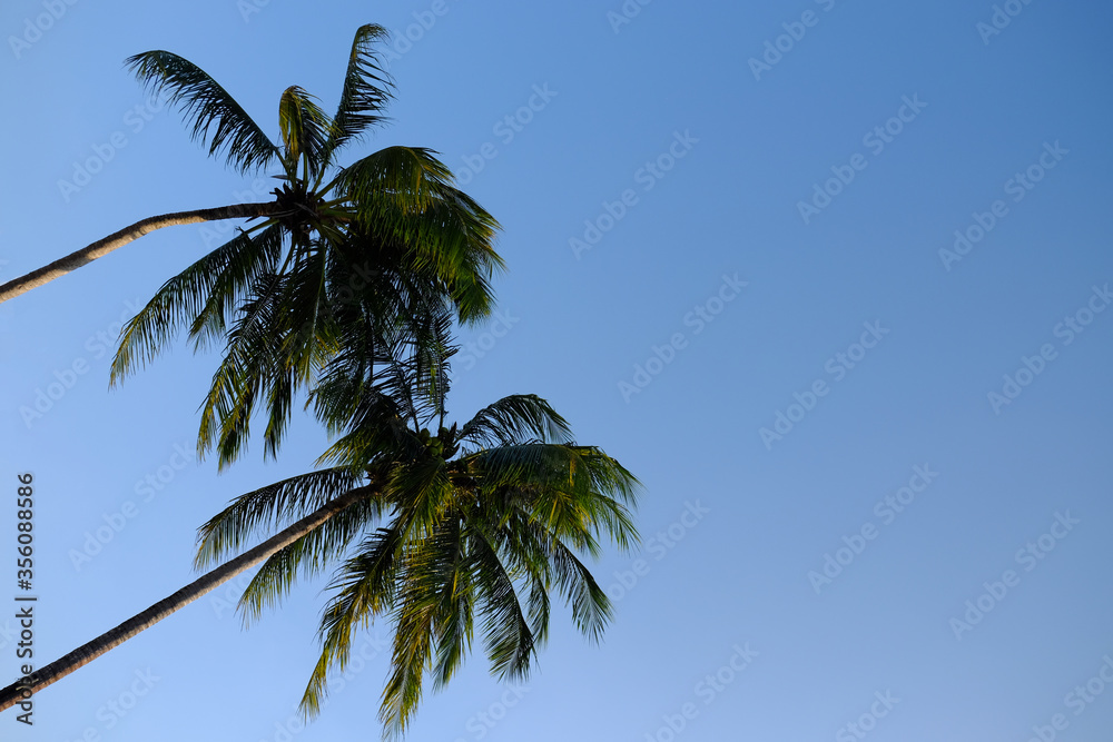 Fototapeta premium Coconut trees on blue background.