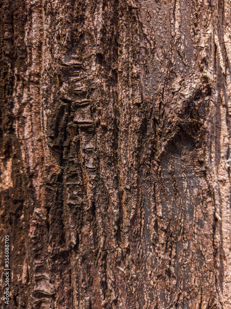 Obraz premium Beautiful view of closeup tree bark texture