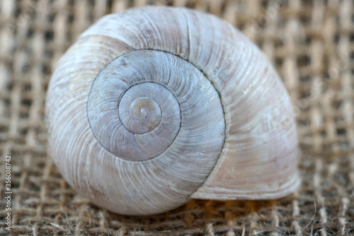 snail shell on a wooden background