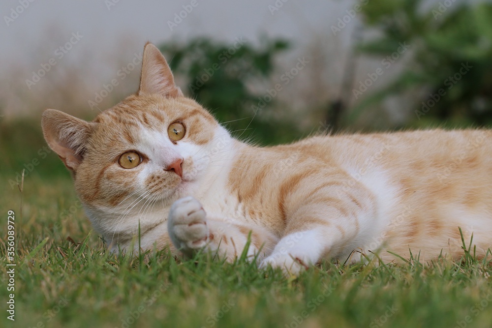 Ginger Cat, also called Tabby Cat, playing on the lawn. Ginger Cat, also called Tabby Cat, playing on the lawn.