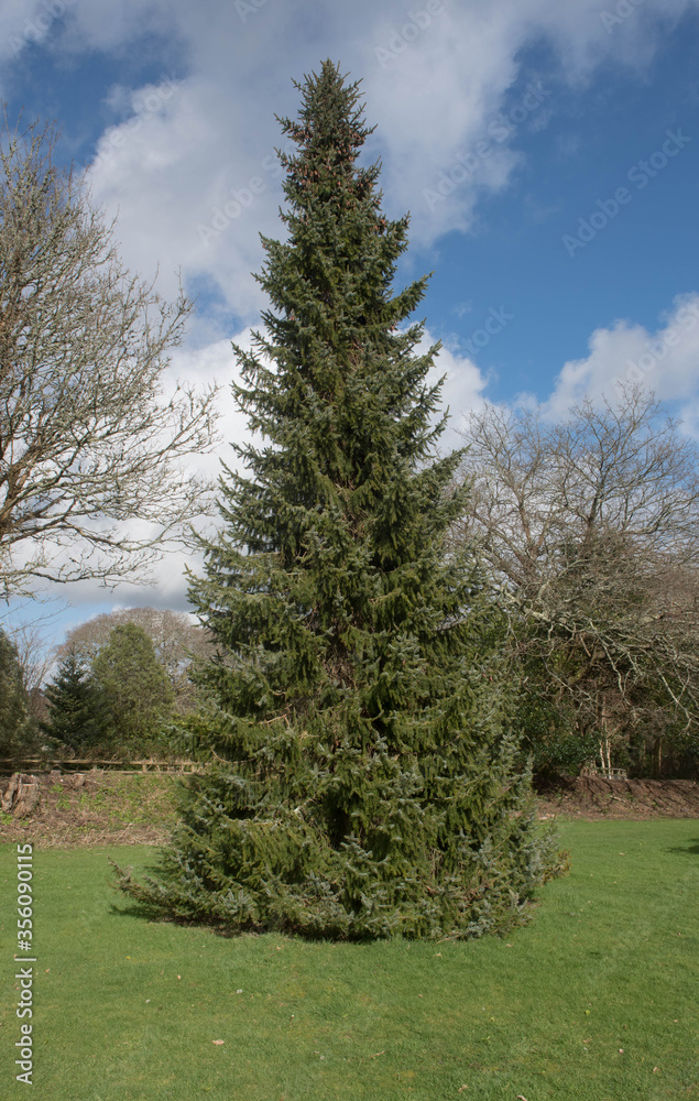 Spring Foliage of an Evergreen Coniferous Serbian Spruce Tree (Picea omorika) with a Cloudy Blue Sky Background in a Garden in Rural Cornwall, England, UK