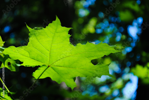 Green leaf of maple in the forest