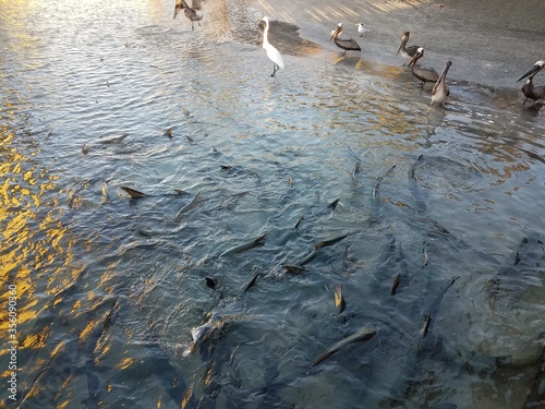 pelicans and birds and tarpon fish in La Guancha in Ponce, Puerto Rico photo
