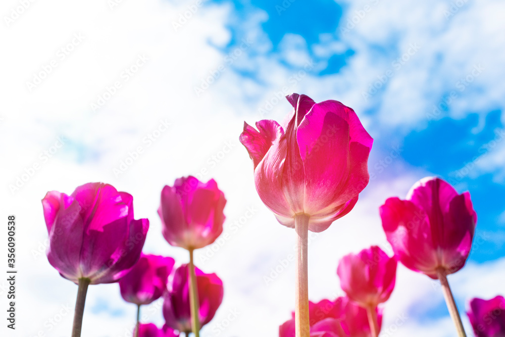 Beautiful violet flowers, tulips. Field of tulips with a clear blue sky. Summer, concept bloom. Copy space card with flowers Beautiful violet flowers, tulips. Field of tulips with a clear blue sky. Summer, concept bloom. Copy space card with flowers