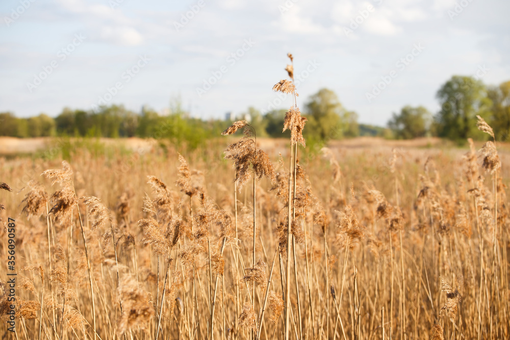 Common reed (Phragmites australis) as background or texture. Stock ...