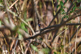 Singing Bluethroat (Luscinia svecica) on the branch